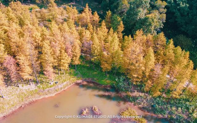 深圳秋日限定:三处落羽杉秘境,邂逅南国绚烂!