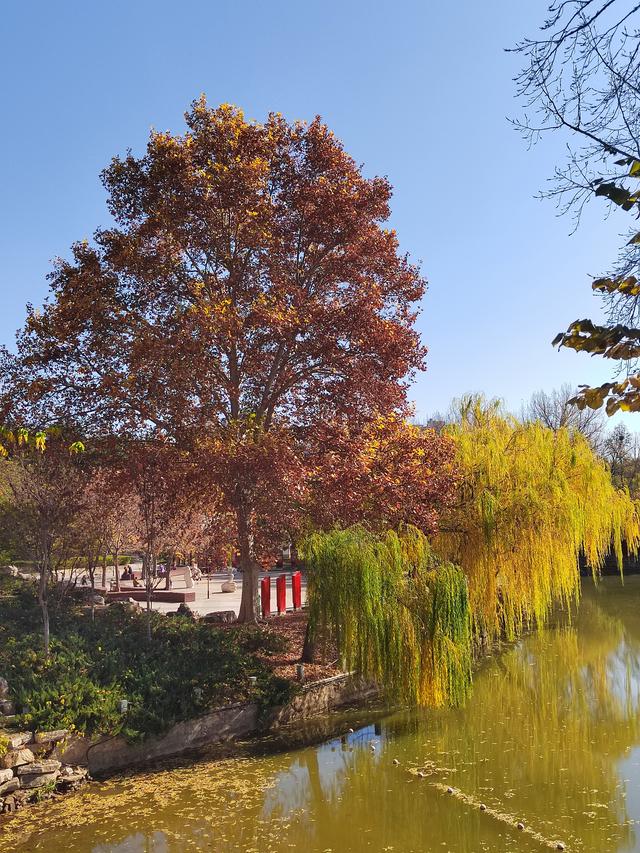 初冬，石家庄裕西公园落叶飘飘！