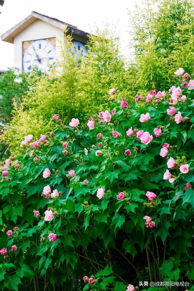 【图说·简阳】芙蓉映城郭：一城秋韵一城花