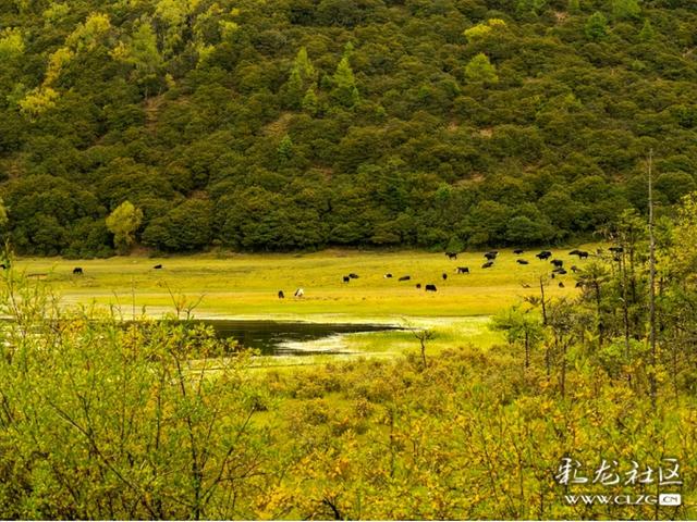 秋天的影像诗 普达措国家森林公园的秋天静谧安详，如诗如画