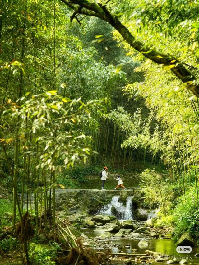 黄了！彩了！1h刹拢成都最近赏秋地，徒步拿奖牌、邂逅古寺银杏！老街美食好吃惨！