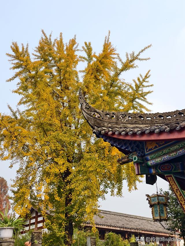 成都徒步（71）·昭觉寺银杏&升仙湖水杉