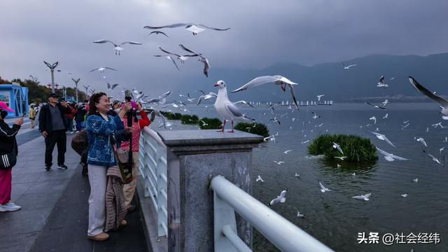 每日一景|漫步滇池湖畔·与海鸥共舞