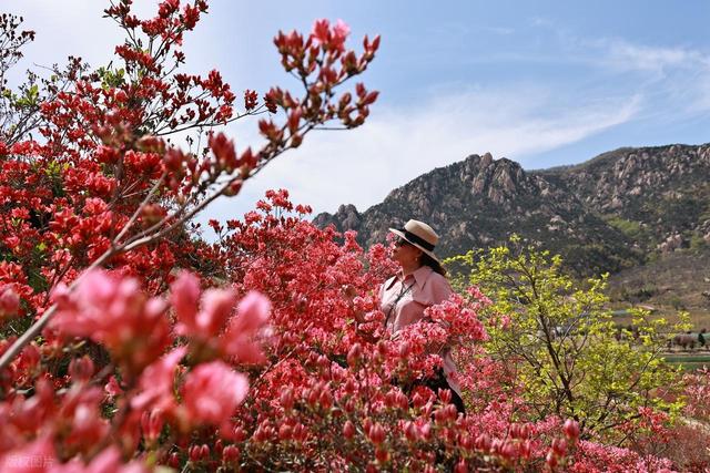 满山遍野的映山红