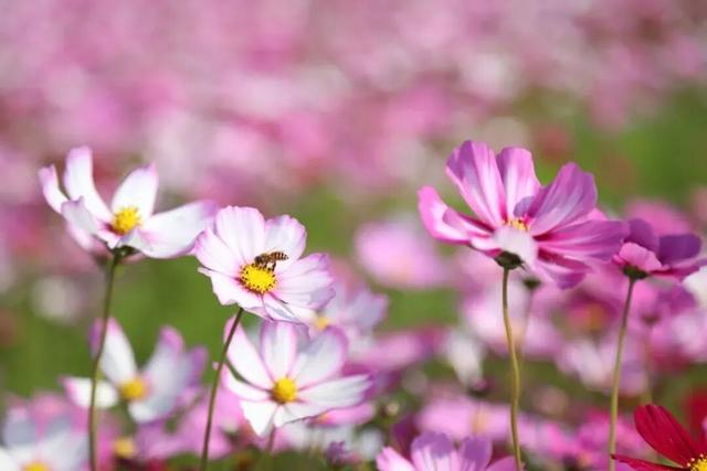 中山这片粉色花海，开了！