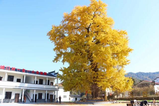 千年银杏，满树金黄！浮梁这座古村，藏着最治愈的冬日盛景