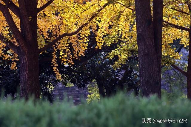 七绝 初冬游莞市公园