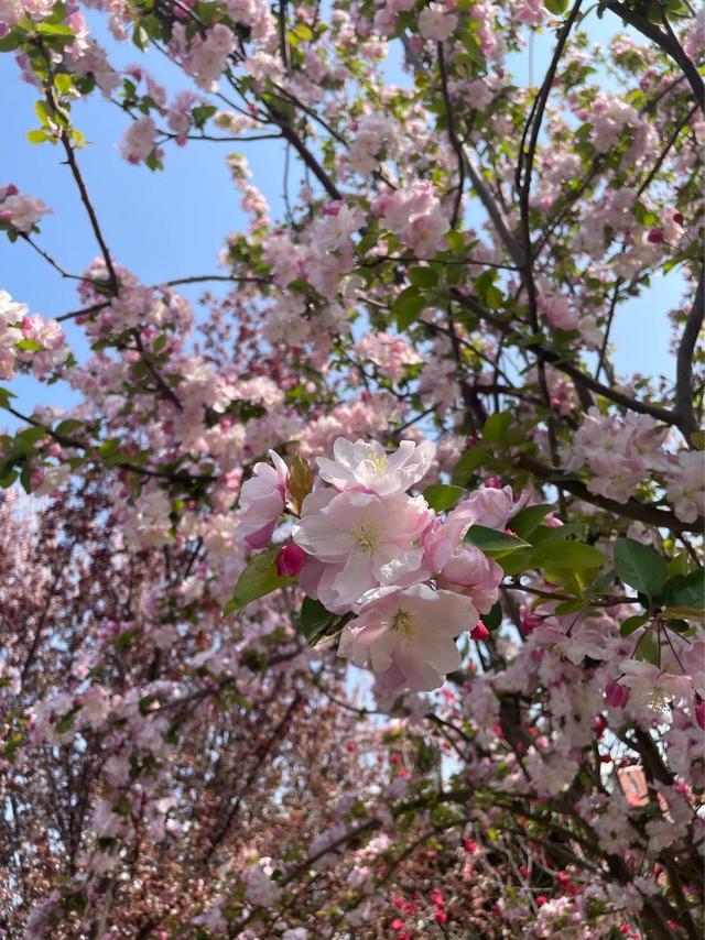 我是上海人,刚从河北正定回来,实在忍不住想说:对正定5点印象