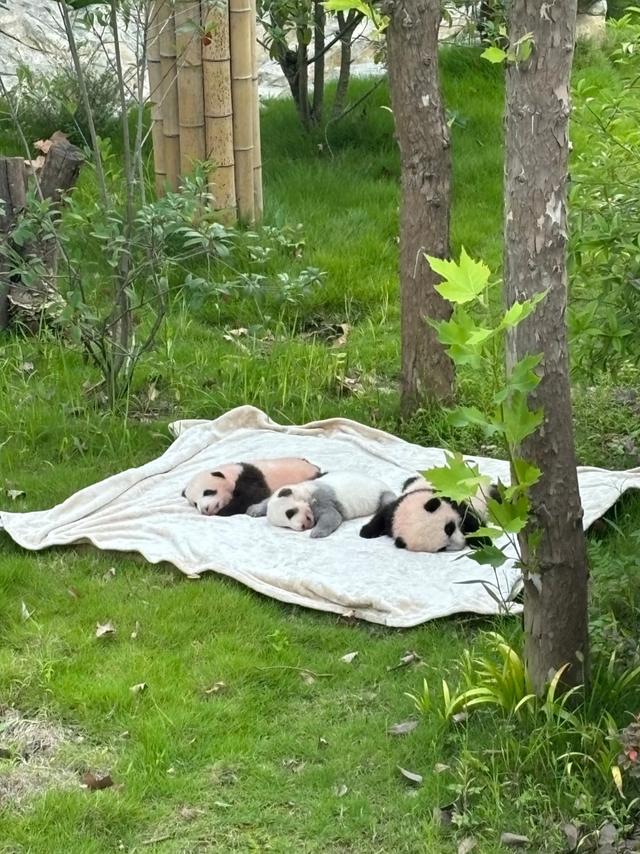 我是广州人，多次去成都后发现：这城市跟其他城市不一样的10个点