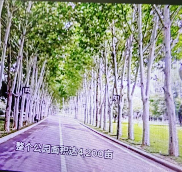 郑州4700亩“神农架”火了，免费！