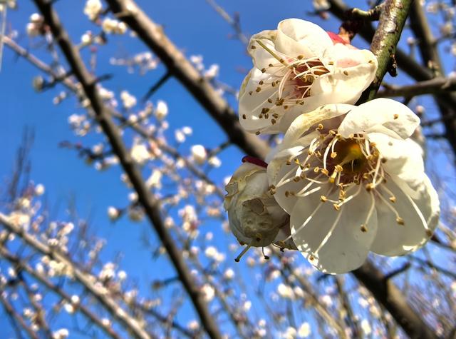 宁陕子午梅苑花初绽 万株梅香中开启“梅”好时光