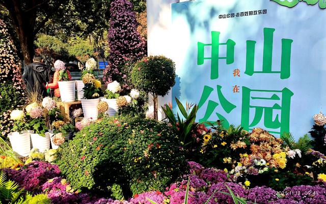 中山公园的菊花