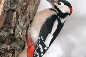 曾经教材里的这些课文，竟然翻车了图片