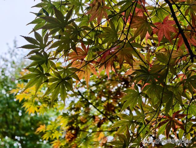 四川行(73)什邡红枫岭徒步到钟鼎寺