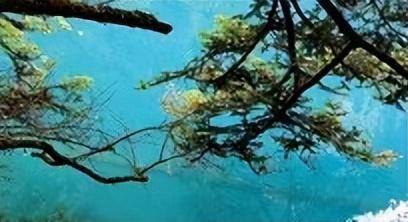 【美丽四川】九寨归来不看水‖管恒庆