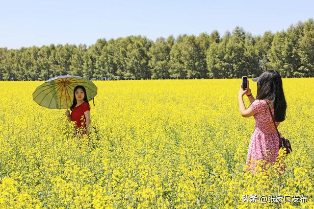 塞北管理区：油菜花海引客来