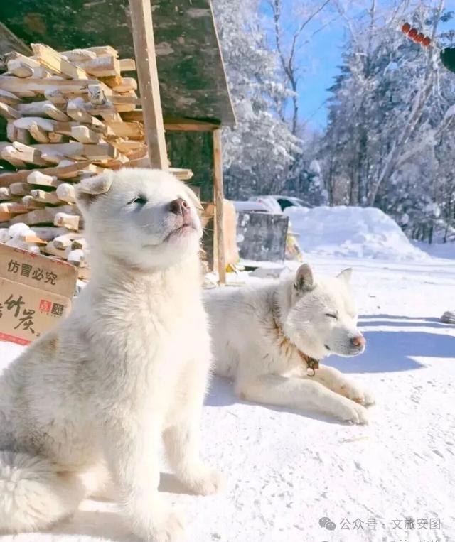 等一场雪，念一座城！安图雪岭的冬日邀约