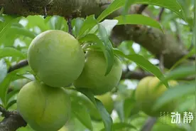 果大、味甜、口感清爽，思南蜂糖李甜蜜上市图片