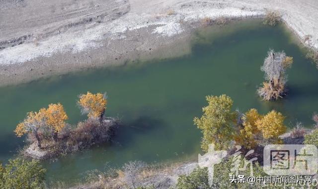 新疆阿拉尔进入胡杨观赏期