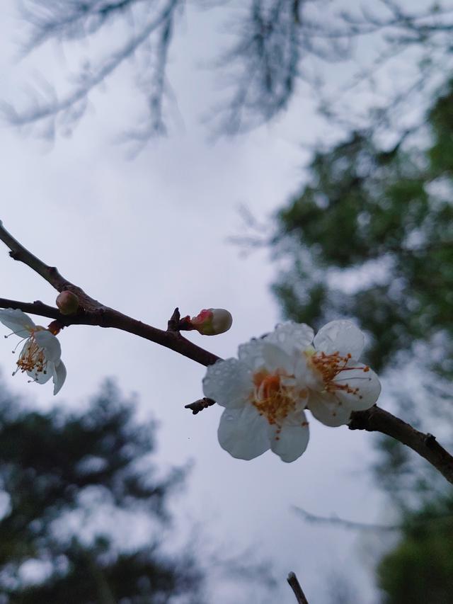 南宁石门公园梅花开成冬日限定的“雪”