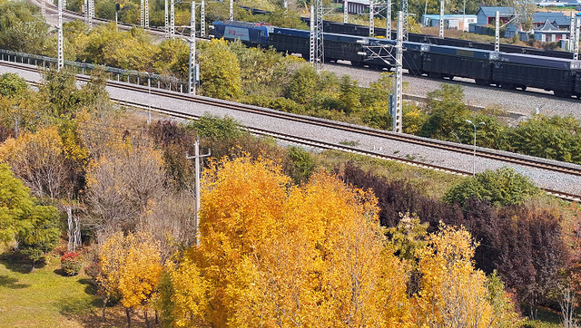 快来打卡！菏泽藏了一条“金色隧道”