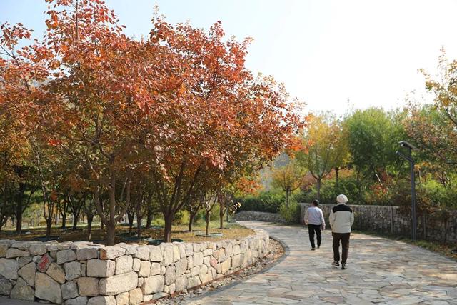 层林尽染引客来～“红叶经济”红透浅山富了乡邻