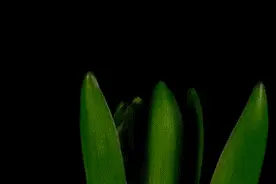 千万不要随便放生 放生等于杀生图片