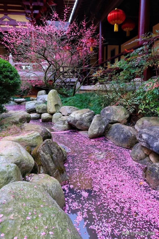 梅花开了！江西这些赏梅胜地太好拍