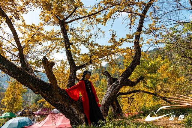 金叶映古驿!妥乐千年诗意,此刻正当赴