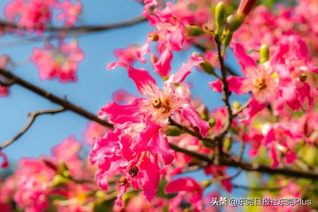 周末走起！东莞限定款“粉色花海”上线→