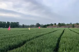 两大正规农科院的小麦品种，一亩增产200斤，而且允许自留种图片