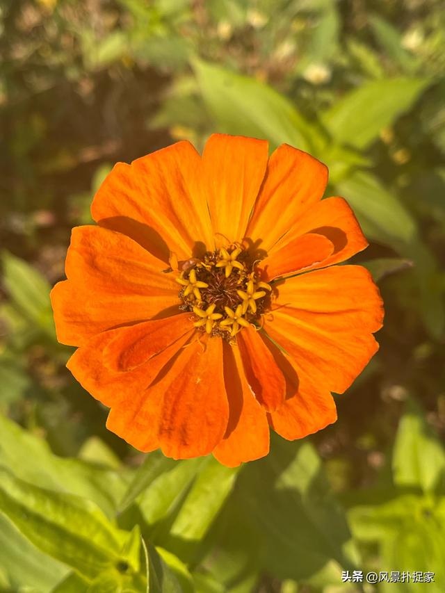 南昌马兰圩公园，七彩花海拍照太美了！