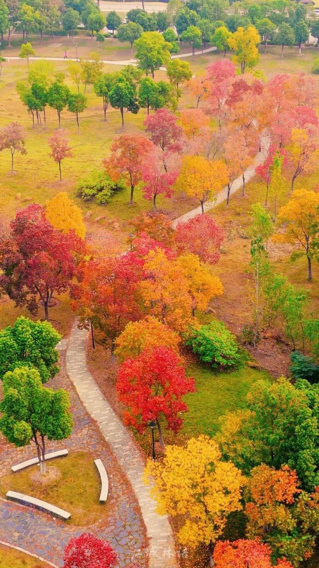 太出片了！这里的枫叶红了，乌桕美了！网友：原来武汉的秋天这么多情！