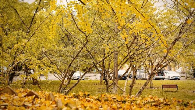 别卷作业了，卷卷大自然！韶关秋日研学，让娃成为朋友圈最酷的崽