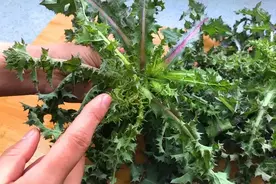 不要钱的苦菜是个宝，嗓子疼、痔疮全靠它？荠菜蒲公英都得靠边站图片