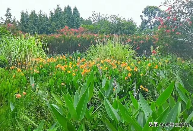 成都冷门紫薇花公园，满园紫粉超美，不要门票，公交车直达！