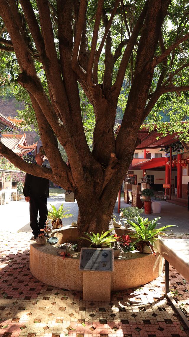 梅州城北富丽堂皇的清代古刹灵鹫寺，成了婚纱艺术摄影网红打卡点