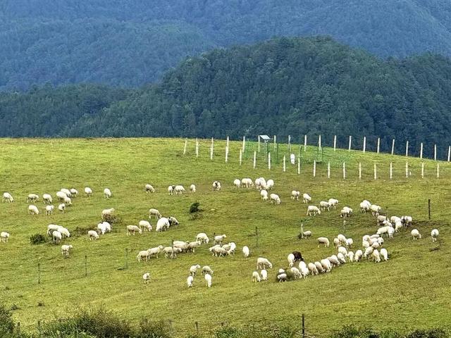 高山草甸在腾冲