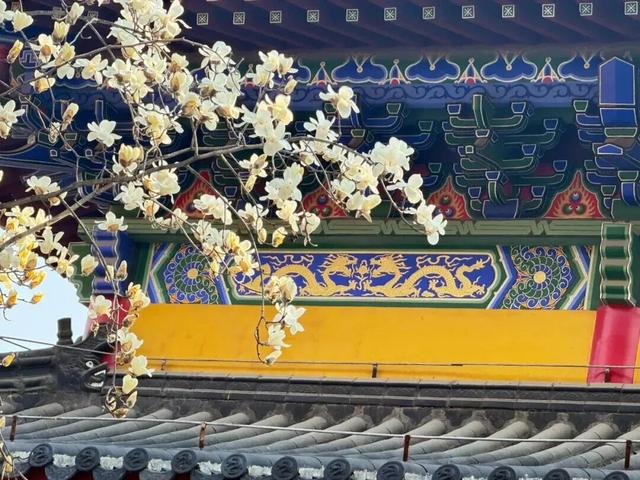 连云港春日“顶流”来啦！