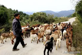 养羊十年，我掏心窝子总结的10条赚钱秘籍，照做你就富！图片