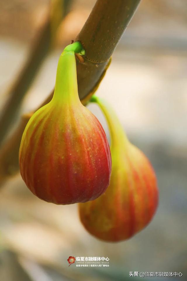 秋天的第一口甜,何必远方?临夏市大庄村的“养颜果”甜到心坎里~