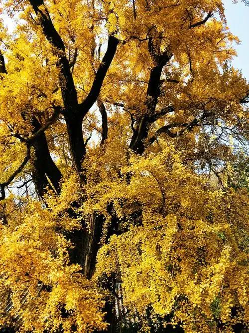 我是嘉兴人,去了趟安徽萧县,不吹不黑,萧县比网上评价的还要好