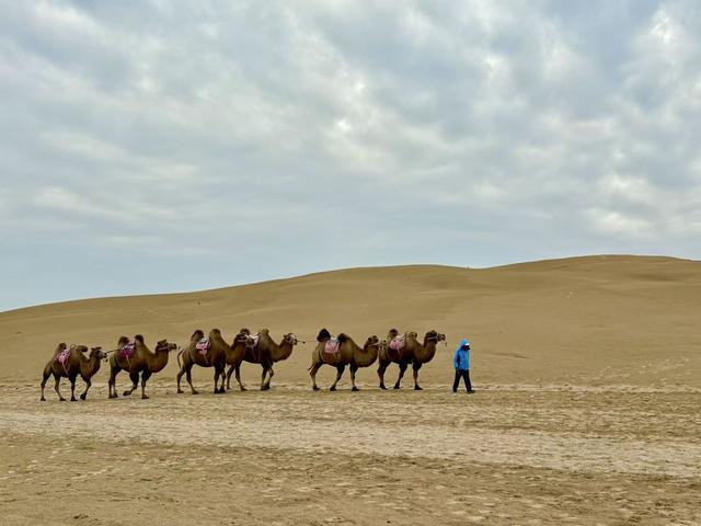 塞上江南新画卷·文旅奋进新宁夏｜沙湖：人与自然和谐共生