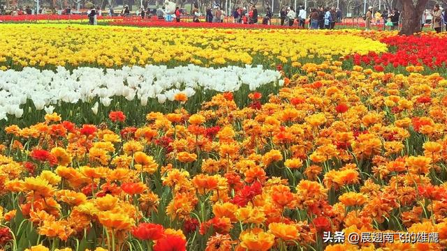 《乙巳初夏郁金香的绚烂乐章》