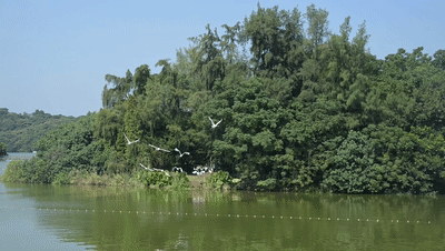 万鸟归巢的胜景，在肇庆也能看到！