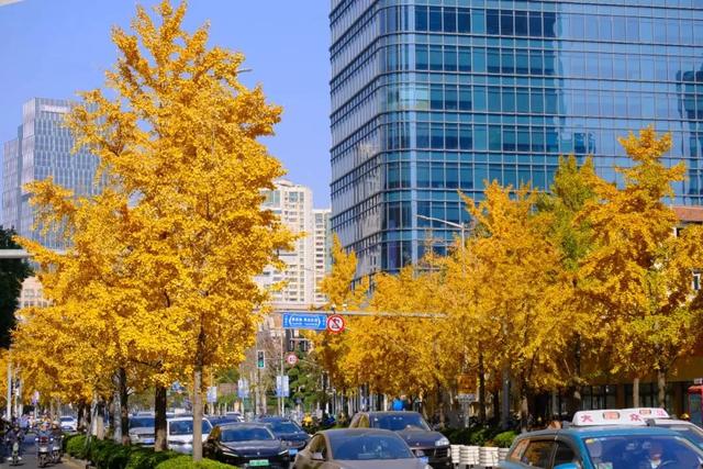 秋色浓度已拉满，谁还没偶遇申城街头的 “赤橙黄绿交响曲”？