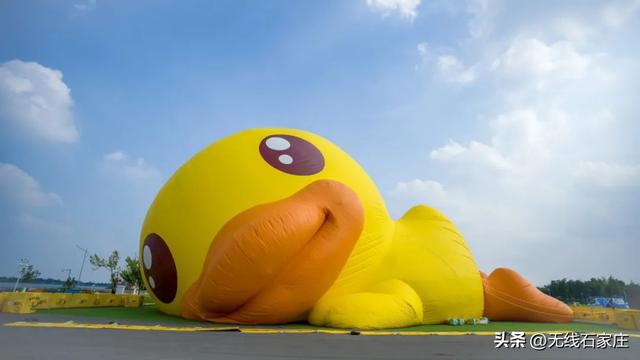 这么近，来看YA！巨型趴趴鸭悄悄“着陆”石家庄！