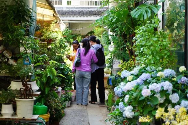苏州花鸟市场里藏着滚滚红尘