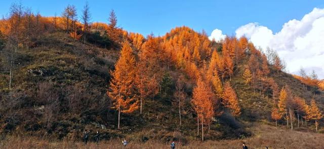 兰仓秋，染山河。