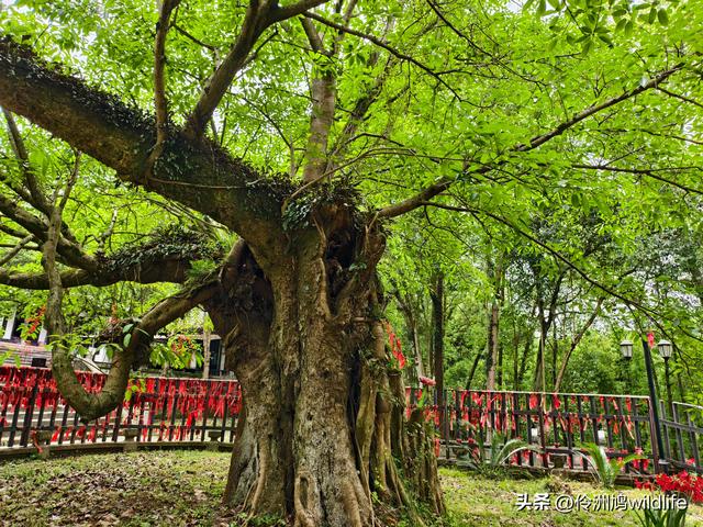 成都徒步（64）·新津篇③观音寺